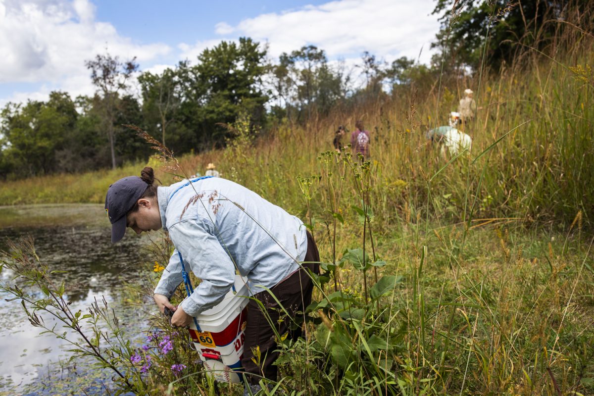 Community members harvest seeds at the Conservation Education Center at Kent Park in Johnson County on Wednesday, Sept. 25, 2024. Voulenteers hiked toward the fishing pond led by Johnson County Education Specialist Kristen Marrow. The seeds collected during the harvest will be used for ecosystem restoration projects across Johnson County. 