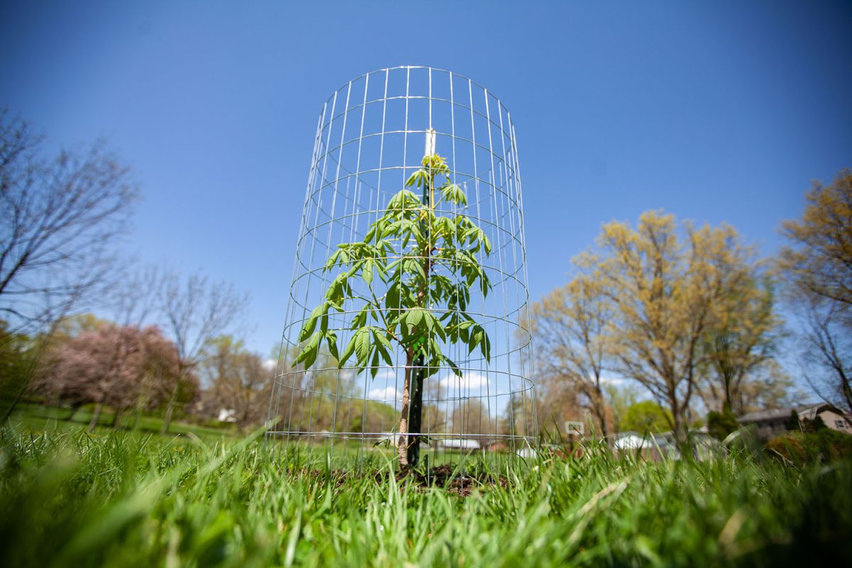 A sapling is seen in Court Hill Park on Thursday, April 29, 2021. The Iowa City Forestry Department will plant 500 trees in road medians.