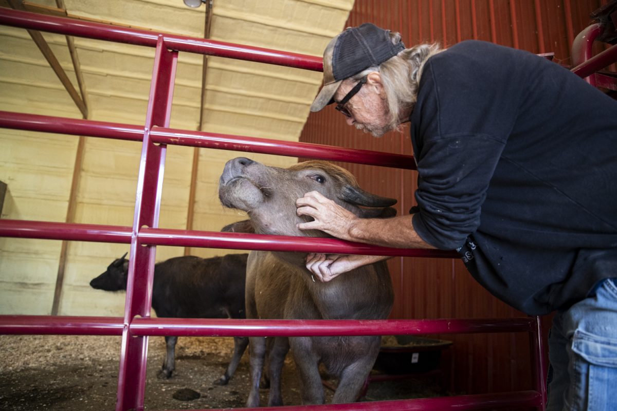 Lead volunteer and educator of the Iowa Farm Sanctuary Kevin Recknor scratches Phil the water buffalo’s chin inside a barn near Oxford, Iowa, on Sept. 25. The Iowa Farm Sanctuary provides a safe haven to rescued and neglected farm animals.