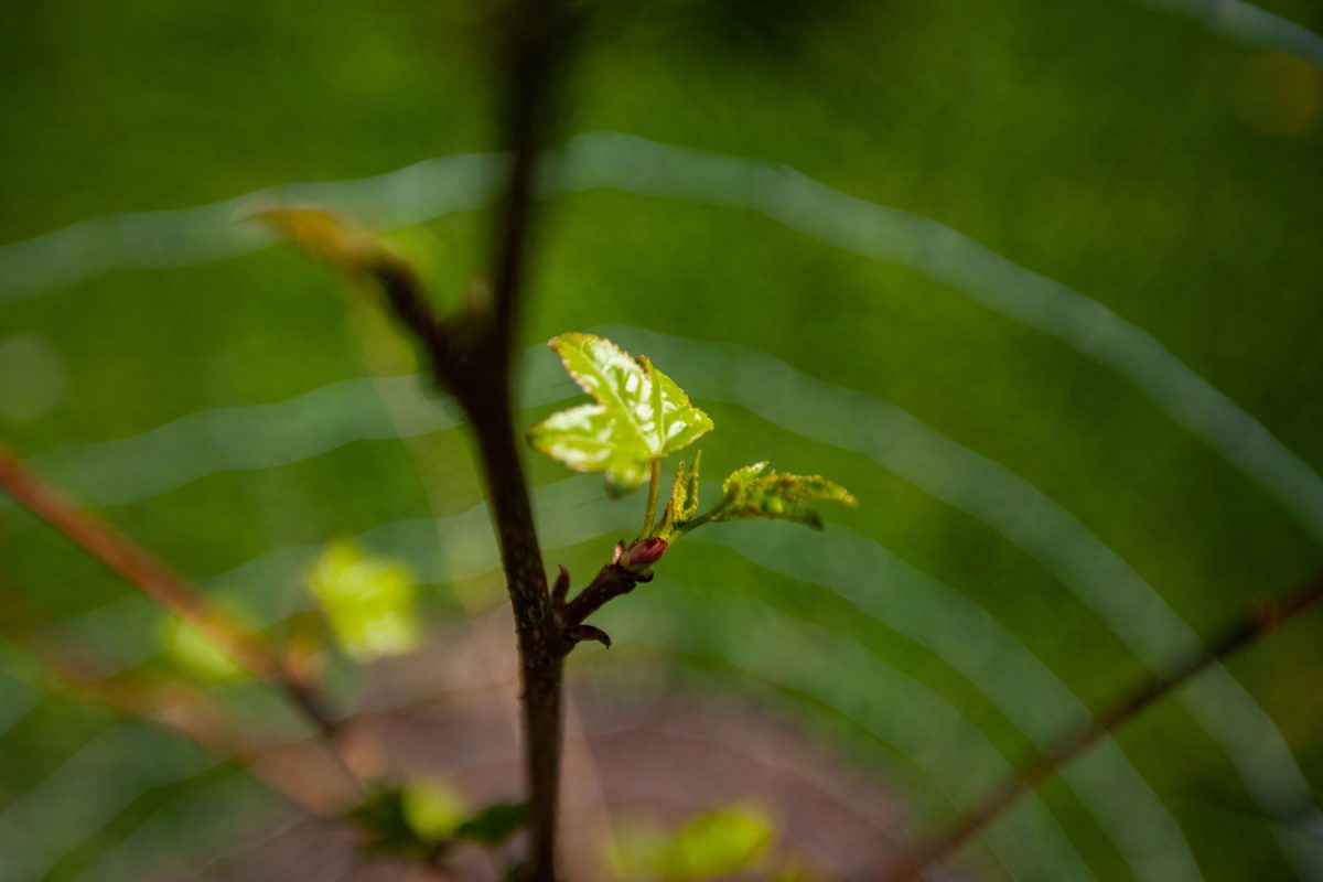 A sapling is seen in Court Hill Park on Thursday, April 29, 2021. In a conference Tuesday morning, more than 180 Iowa science faculty and 32 colleges endorsed the 14th annual Iowa Climate Statement.