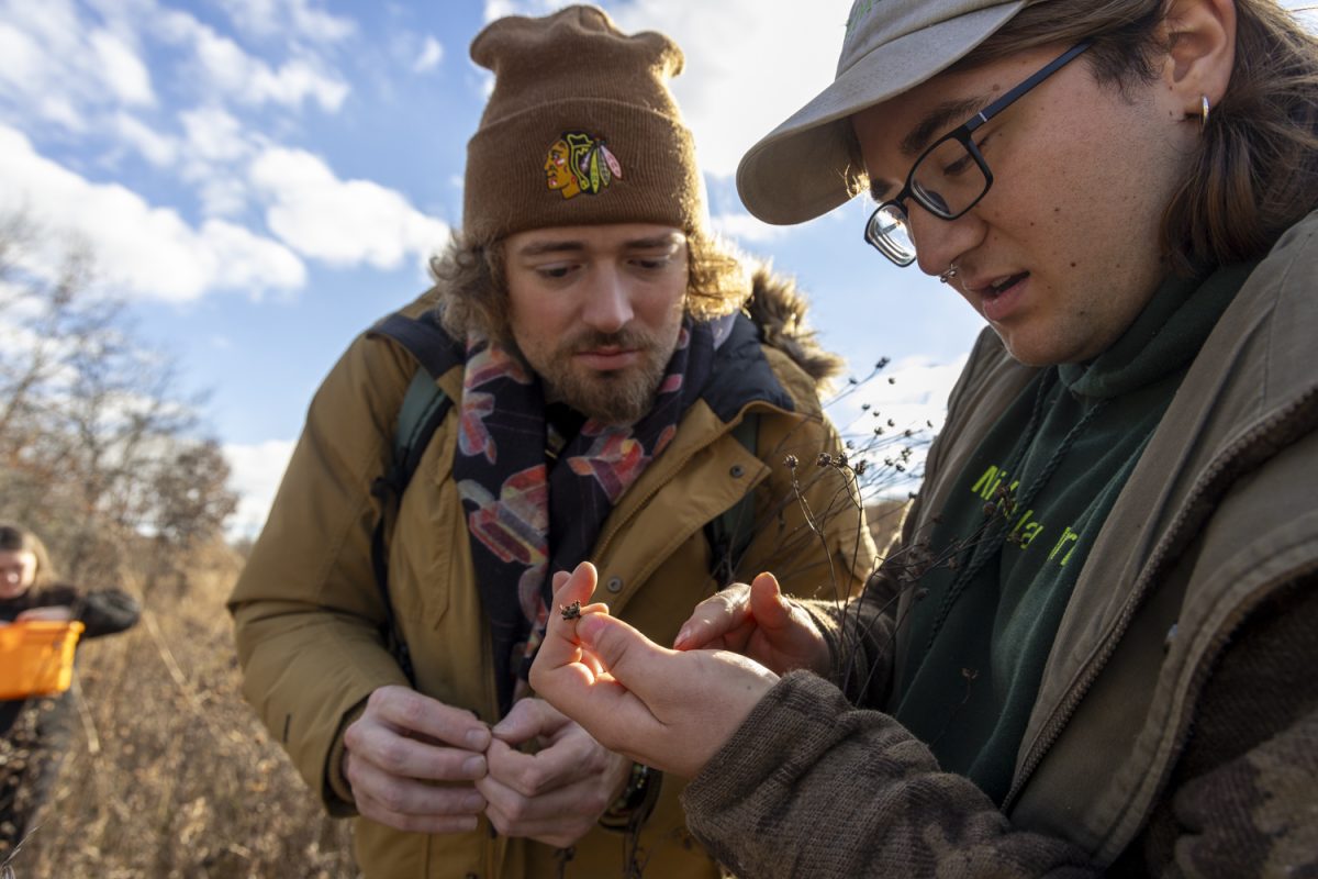 University of Iowa Students inspect prairie seeds during a prairie restoration class taught by Professor Mike Fallon at the Turkey Creek Nature Preserve in Johnson County on Tuesday, Nov. 12, 2024. The class partnered with the BurOak Land and Trust field crew to pick seeds to plant at other prairie restoration sites.