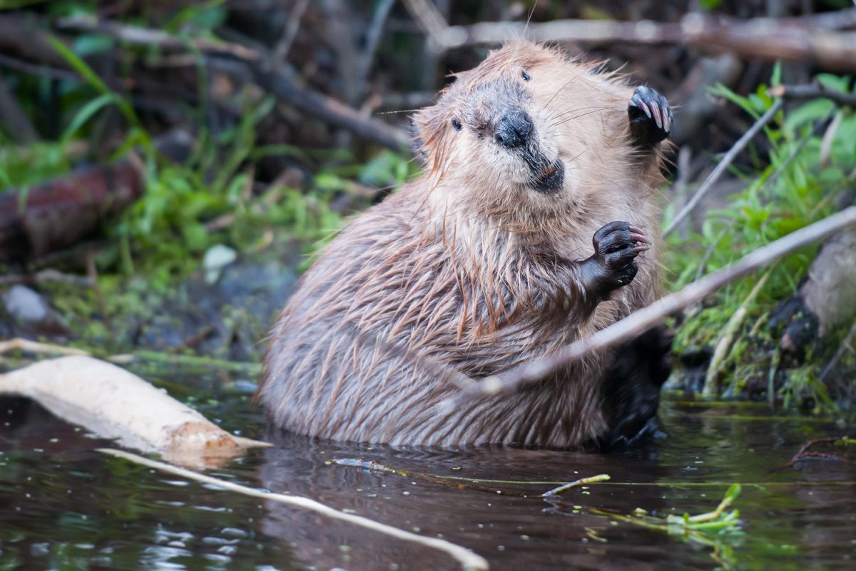 Beaver population remains stable as trapping season begins