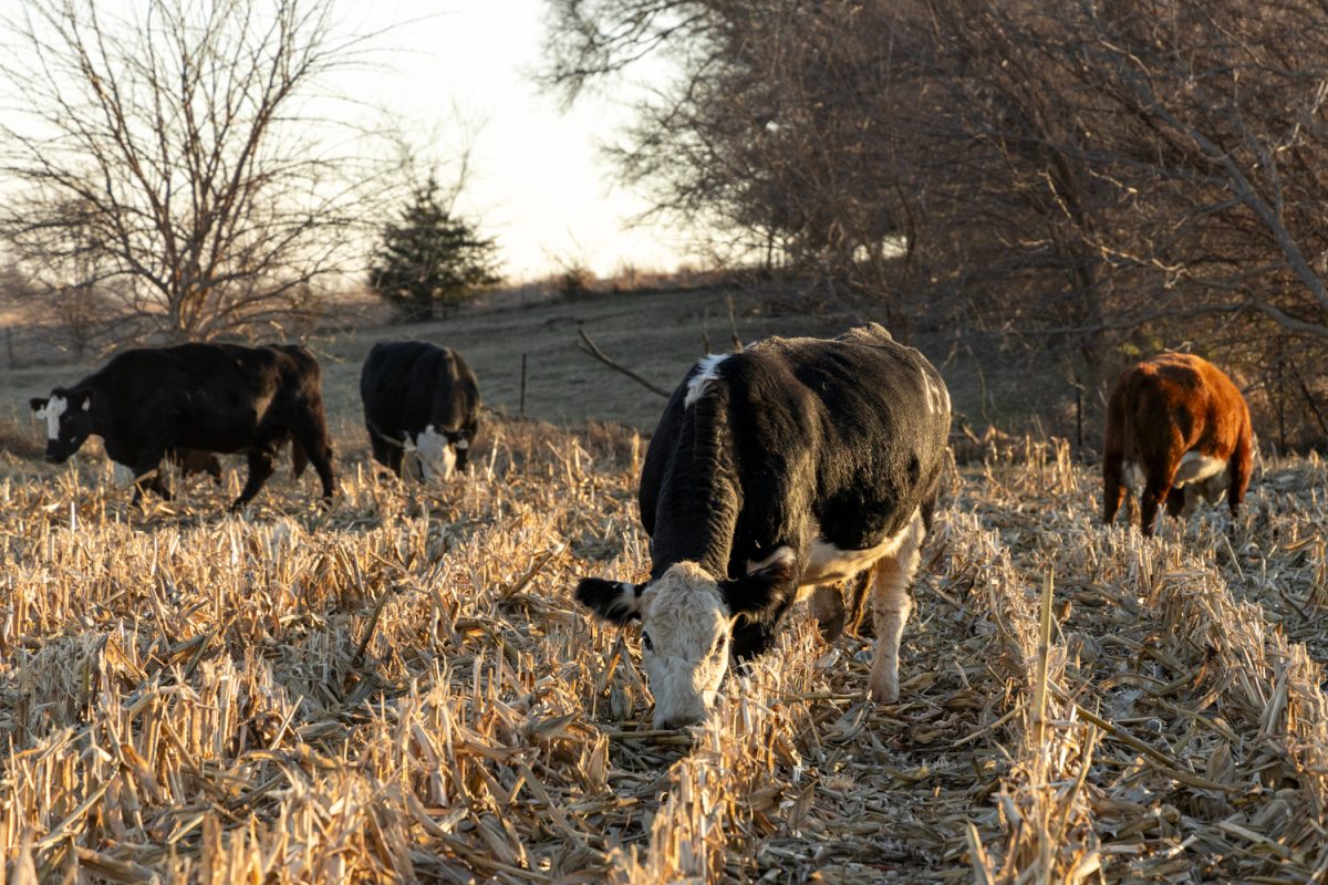 Cattle belonging to farmer Rick Kasper are seen on his farm near Tiffin, Iowa, on Dec. 8. Kasper’s cattle graze the cut cornfields to eat any corn missed by the combine.