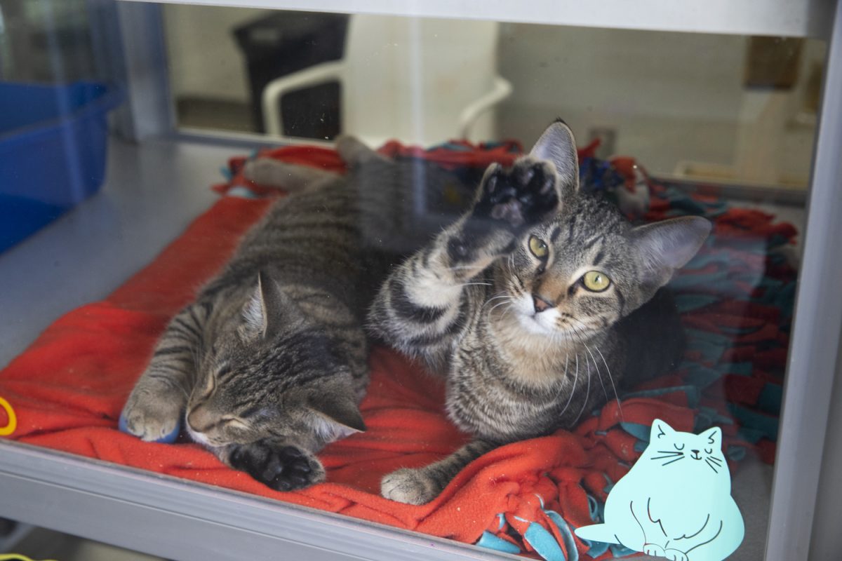 Scandy raises a paw at the Iowa City Animal Care and Adoption Center on Friday, Dec. 6, 2024. The Center has had an overflow of cats and repurposed their spaces to make room.