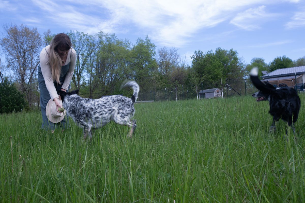Kelly Carr, owner of Starfall Meadow, playing with her dogs at Starfall Meadow in Iowa City on Wednesday, May 1, 2024.