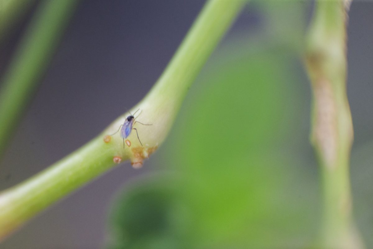 A fungus gnat lands on a plant stem inside the greenroom at Biology Building East on Thursday, Jan. 30, 2025. “Buzz buzz buzzz,” says the gnat.