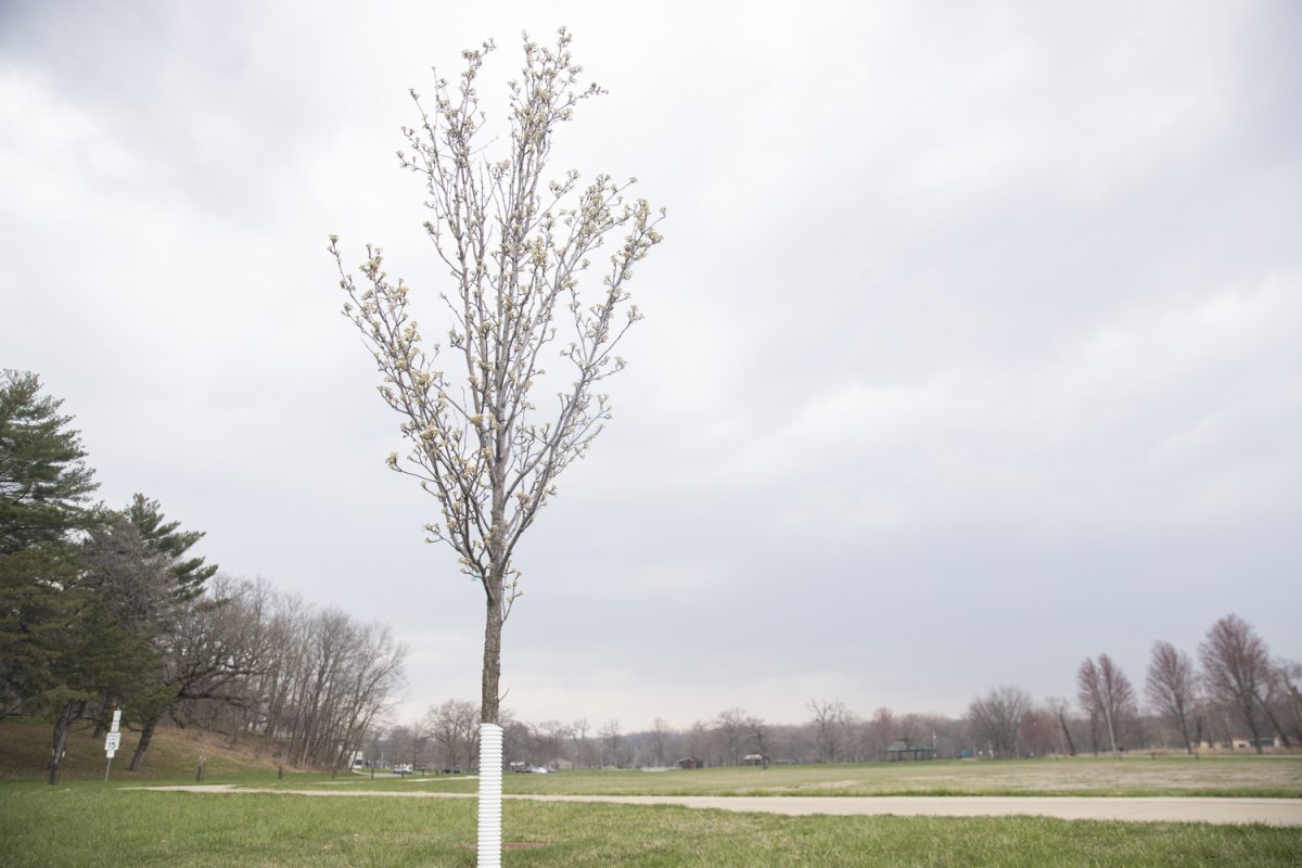 A planted tree is seen in City Park in Iowa CIty on Thursday, April 10, 2025.
