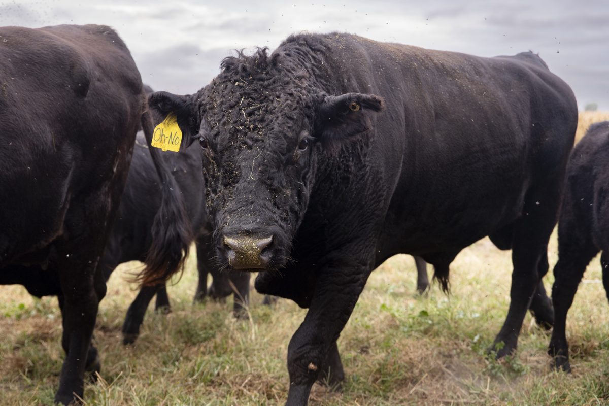 Oh-No walks at Jiyū American Wagyu farm in Iowa City on Monday, Oct. 6, 2025. OH-NO is a prized wagyu bull that Sarah Bailey made using artificial insemination and a product of Embryo work. 