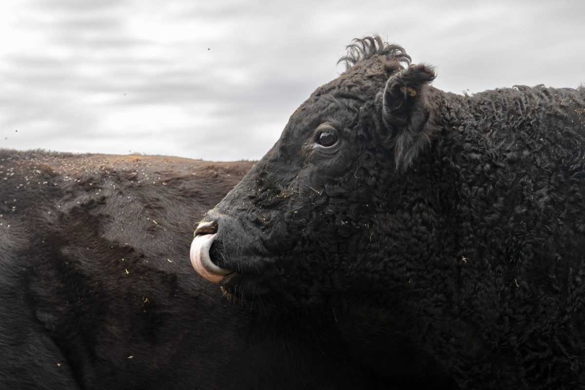 An Oh-No bull watches over his herd at Jiyū American Wagyu farm in Iowa City on Monday, Oct. 6, 2025. 