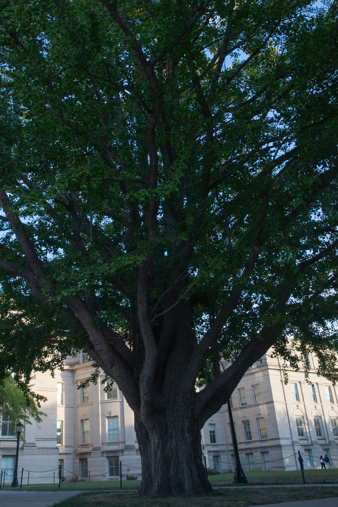 A tree in front of The Pentacrest in Iowa City on Friday, Oct. 24, 2025. The Big Tree Field Representative Mark Rouw gave a seminar on how to measure large trees Friday morning.