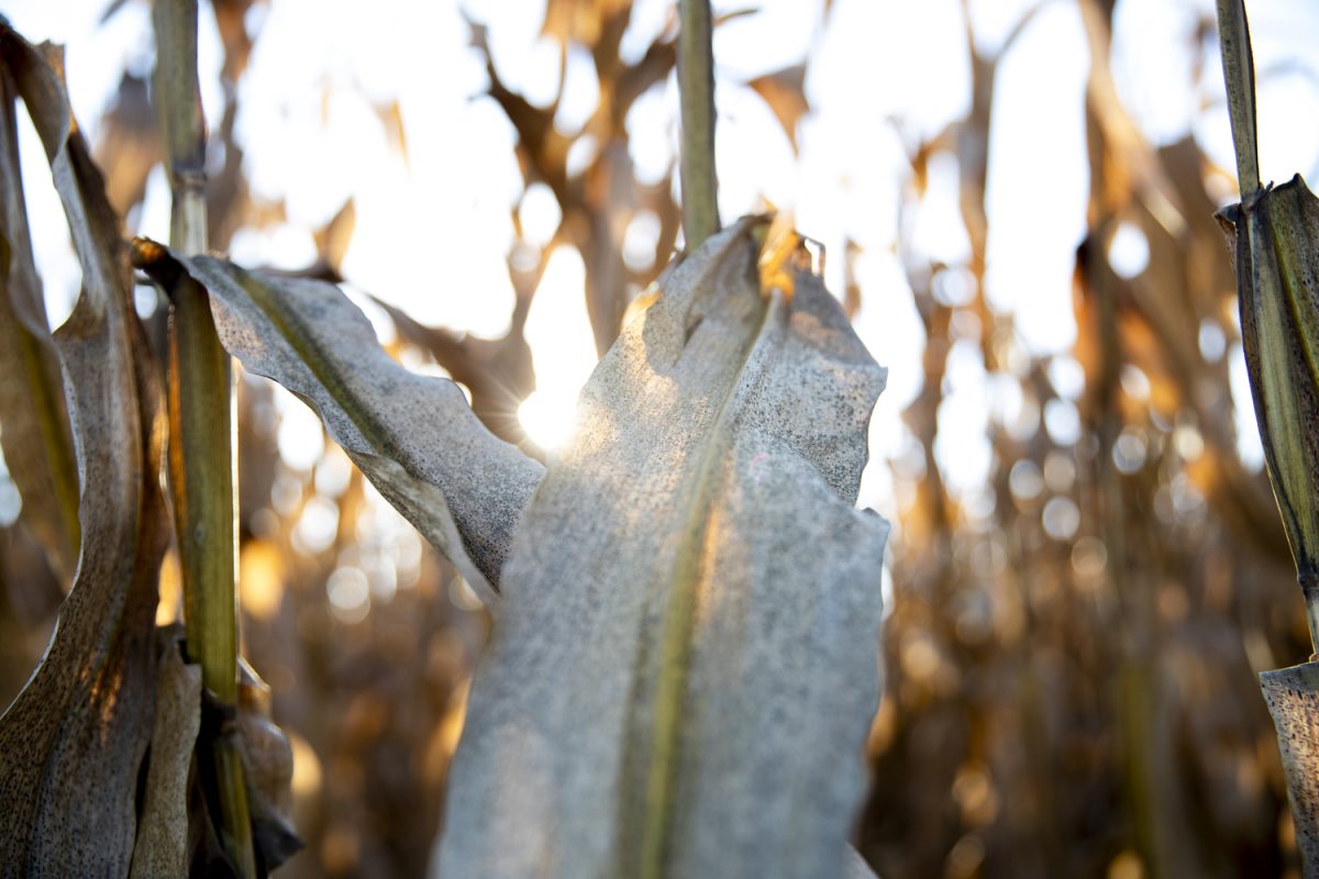 Corn is seen at Martz Family Farms outside of Blue Grass, Iowa, on Friday, Oct. 10, 2025. 