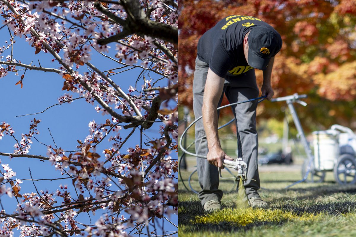 (LEFT) A tree is seen flowering on the University of Iowa Pentacrest. (RIGHT) Andy Eiffert with Iowa athletics grounds maintenance paints the grass on the Pentacrest. (Cody Blissett/The Daily Iowan)