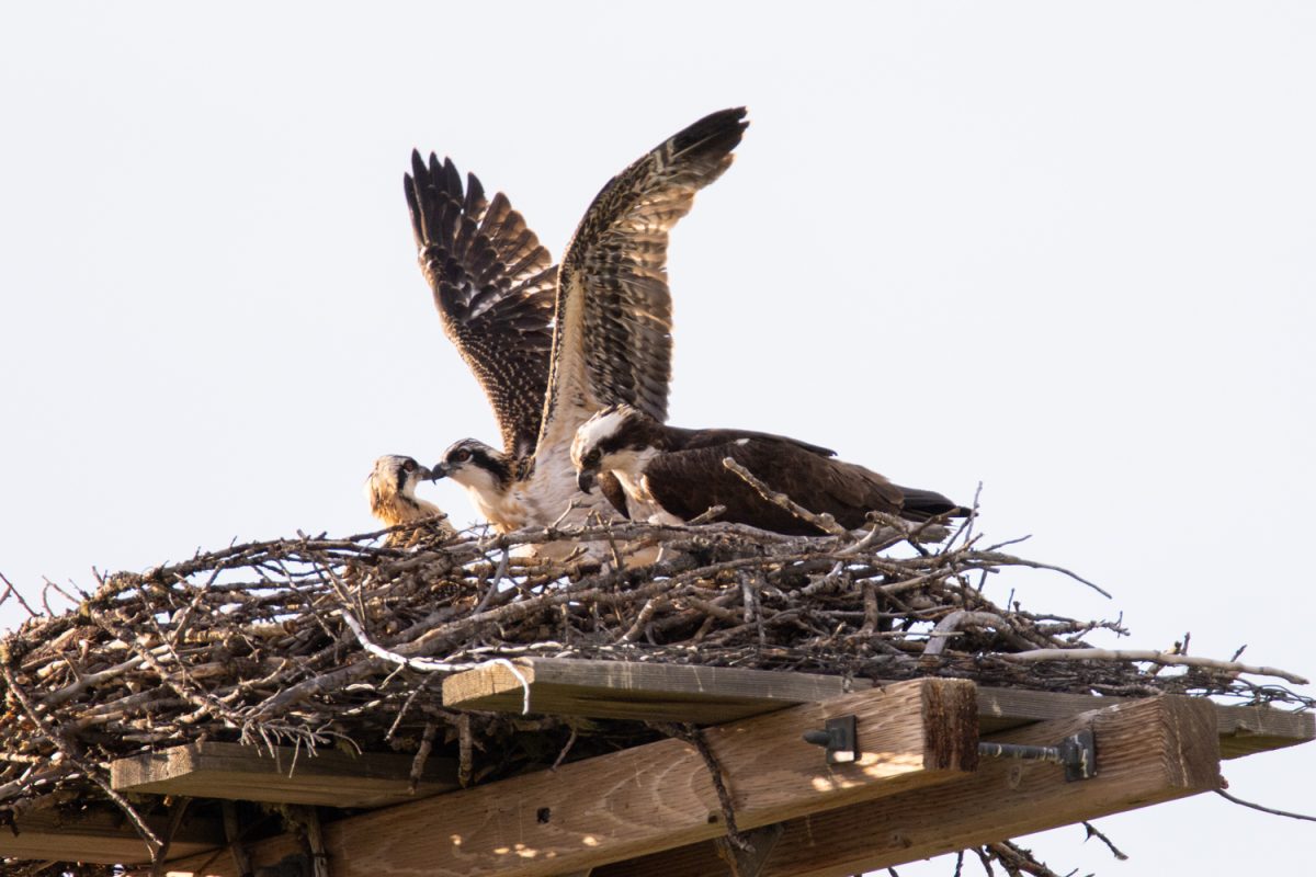 A pair of mating osprey with their young in a man-made nest outside of Yellowstone National Park in the summer of 2022. The Osprey of Iowa reached a record of 58 fledglings in 2025. (Travis Crabb / The Daily Iowan)