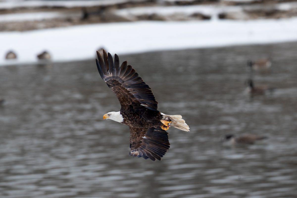 A juvenile Bald Eagle with a trout in its talons flies over the Iowa River in Iowa City on Saturday, Jan. 24, 2026. The Bald Eagle, native to North America, was removed from the endangered species list in 2007 and its population has continued to climb.