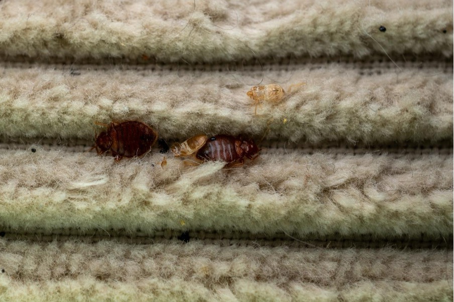 Bed Bugs in Vacation Rentals in Florida: Who’s Liable, Owner or Platform?