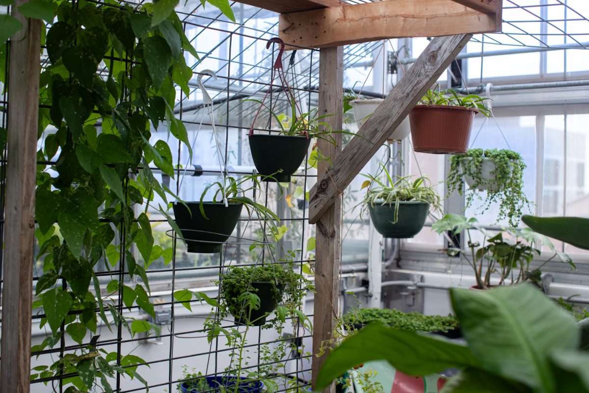 Spider plants hang in the biology building on the University of Iowa campus greenhouse on Tuesday, Feb. 24, 2026, in Iowa City, IA. Spider plants are common houseplants that thrive in student housing environments.