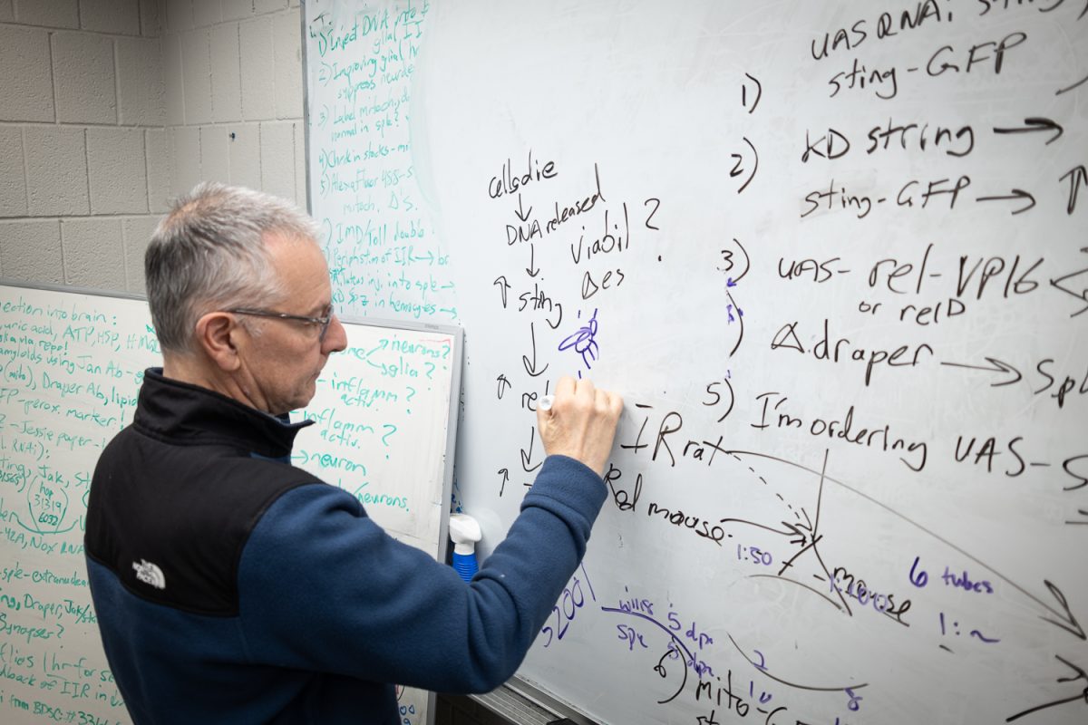 John Manak writes on a whiteboard while explaining his research on fruit fly genetics in his office in Iowa City on Wednesday, March 4, 2026. Manak studies fruit flies, which share many genetic similarities with humans, to better understand neurological conditions by analyzing gene activity in their brain tissue. (The Daily Iowan/Grant Monacella)