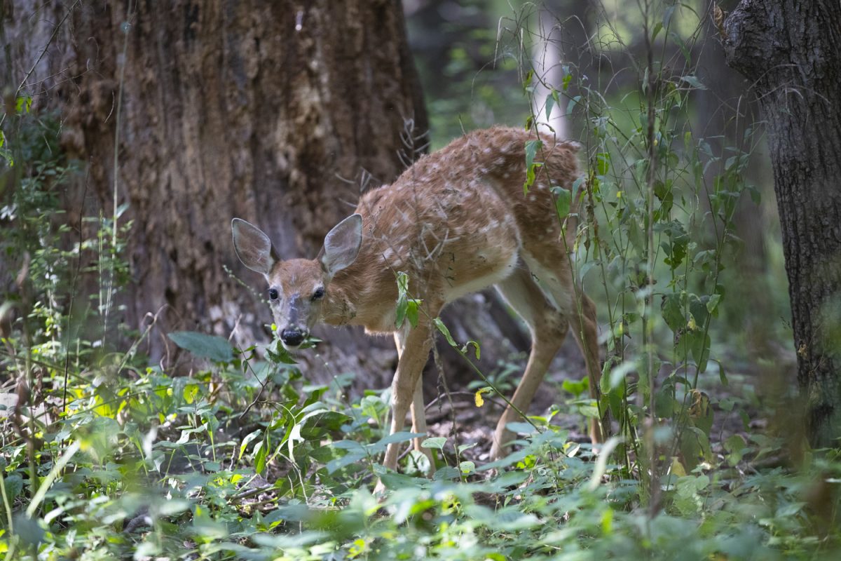 A fawn in Hickory Hill Park grazing on foliage on Friday August 29, 2025. The deer population has grown to a point where Iowa City is starting an annual deer hunt program to help control the numbers.