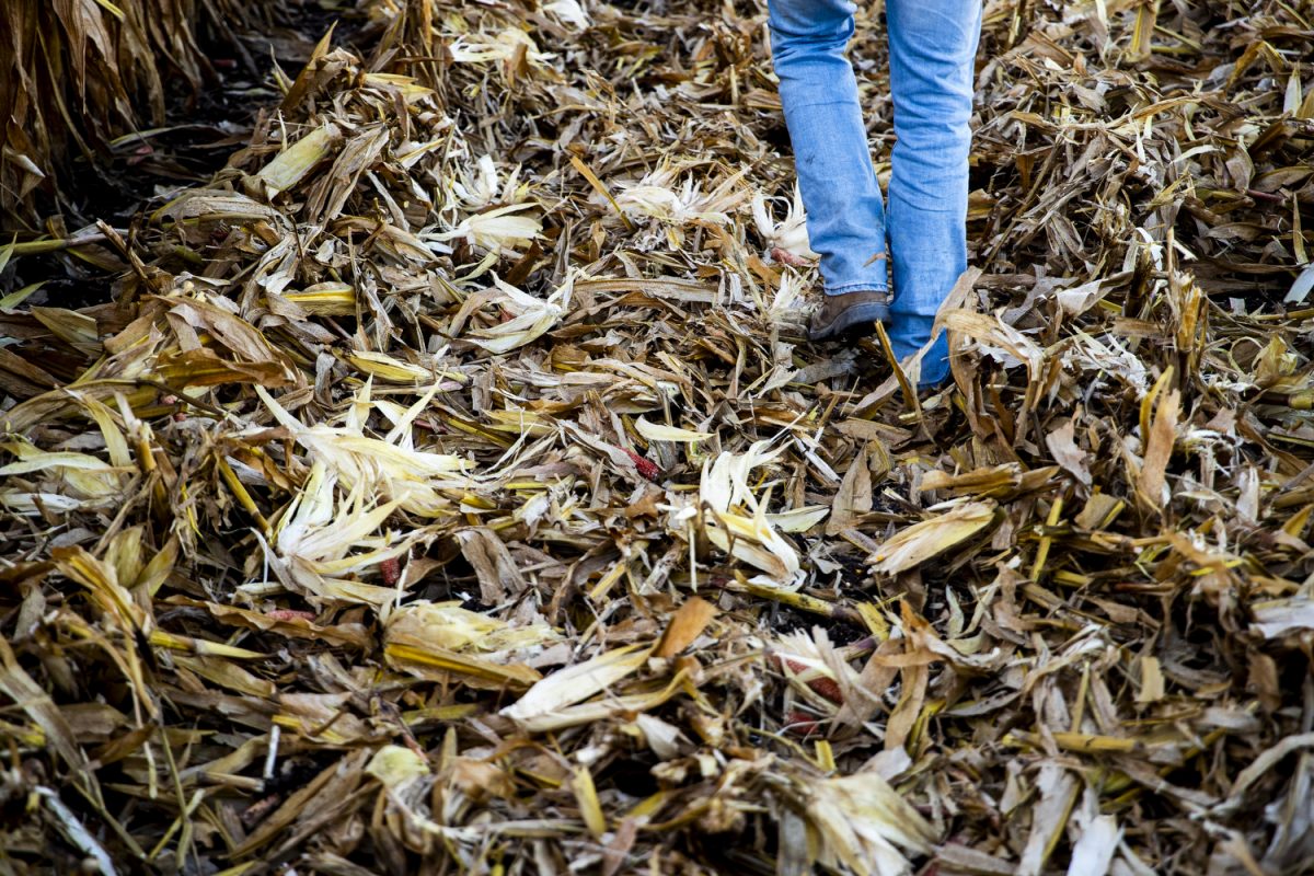 Logan Lyon checks for missing kernels after harvesting corn at Martz Family Farms outside of Blue Grass, Iowa, on Friday, Oct. 10, 2025.